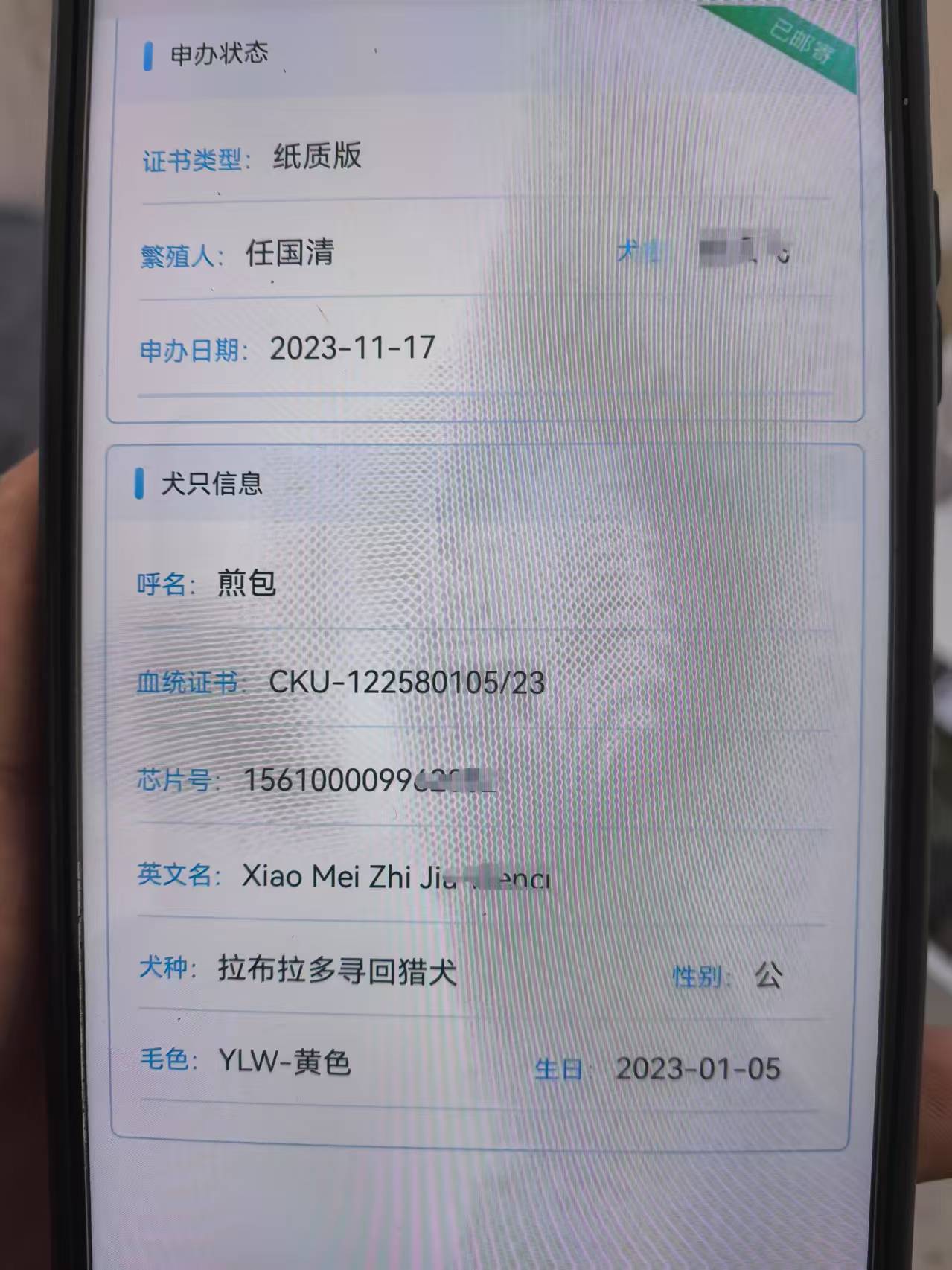 自养双血统拉布拉多
